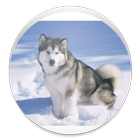 Husky - Animal Wallpapers icon