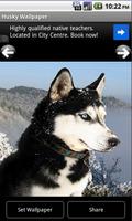 Husky - Animal Wallpapers Affiche