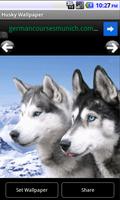 Husky - Animal Wallpapers capture d'écran 1