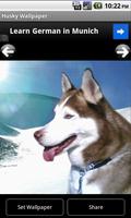 Husky - Animal Wallpapers capture d'écran 2