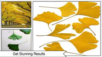 Fond d'écran de Ginkgo Tree capture d'écran 3