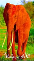 Keren Elephant Live Wallpaper poster