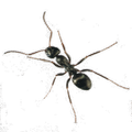 Ant Zap