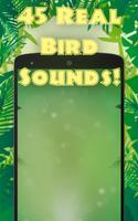 Bruits d'oiseaux exotiques capture d'écran 1