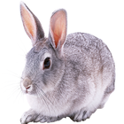 Widgets store: Bunny icône
