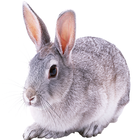 Widgets store: Bunny icon