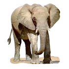 Widgets store: Elephant 图标