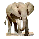 Widgets store: Elephant icon