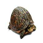 Widgets store: Turtle icon