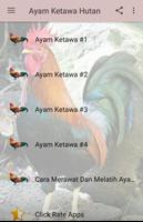 برنامه‌نما Ayam Ketawa Hutan عکس از صفحه