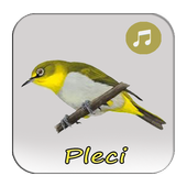 Masteran Isian Burung Pleci For Android Apk Download