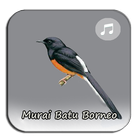 Kicau Murai Batu Borneo ไอคอน