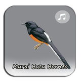 Kicau Murai Batu Borneo иконка