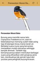 Kicau Murai Batu Lampung скриншот 2