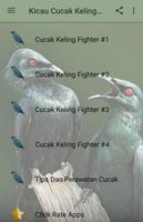 Kicau Cucak Keling Fighter الملصق