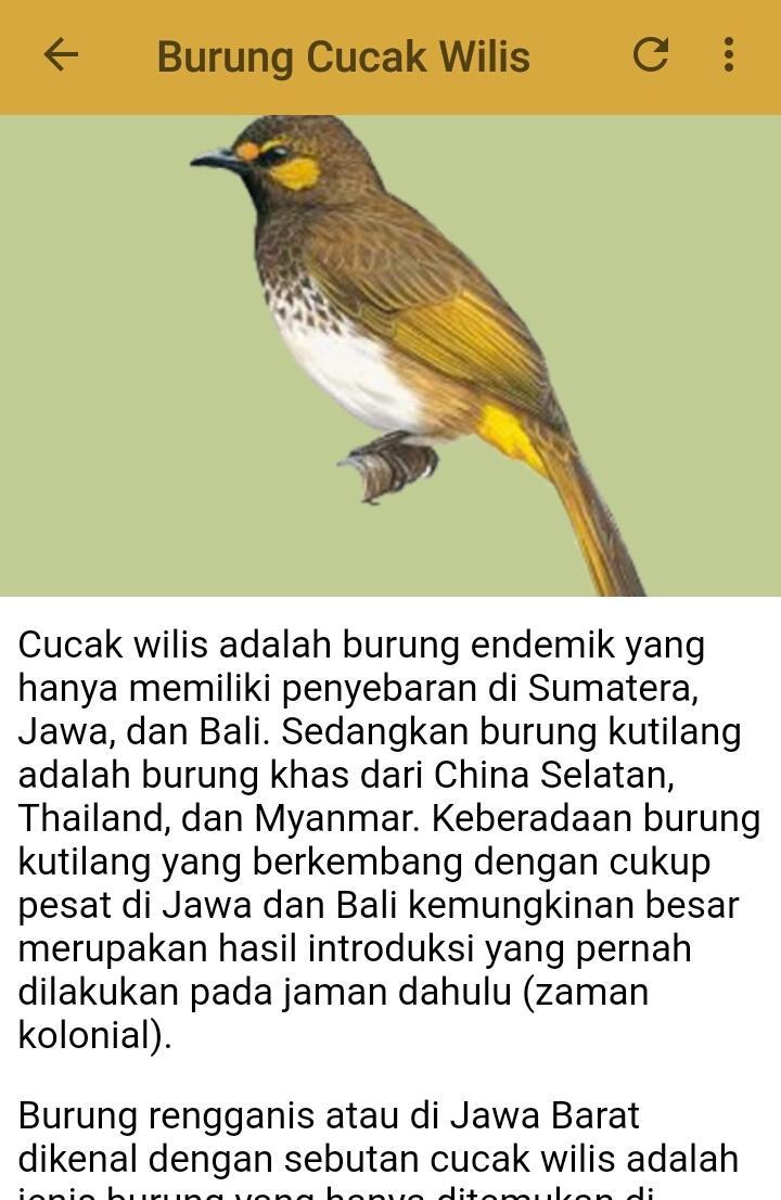 Cucak Wilis Gacor Power Kencang Suara Jernih Youtube