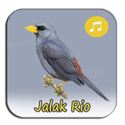Kicau Jalak Rio Gacor Full icône