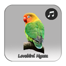 Kicau Lovebird Nyasa Gacor APK