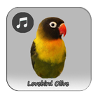 Kicau Lovebird Olive Gacor icône
