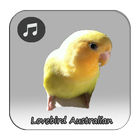 Kicau Lovebird Australian Cinnamon icon