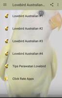 Kicau Lovebird Australian Cinnamon poster