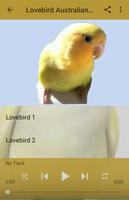 Kicau Lovebird Australian Cinnamon screenshot 1