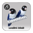 Kicau Lovebird Cobalt Gacor