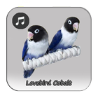 Kicau Lovebird Cobalt Gacor ไอคอน