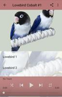 Kicau Lovebird Cobalt Gacor ภาพหน้าจอ 1