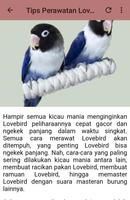 Kicau Lovebird Cobalt Gacor syot layar 2