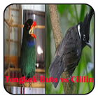 Master Kicau Tengkek Buto vs cililin icône