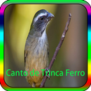 Canto de Trinca Ferro APK