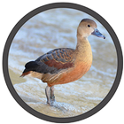 mp3 Burung Belibis আইকন