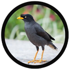 mp3 Burung Jalak Kebo icon