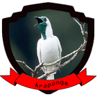 mp3 Canto da Araponga أيقونة