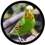 mp3 Suara Burung Parkit icono