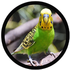 mp3 Suara Burung Parkit 图标