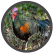 Suara Ayam Hutan