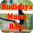 Cara Ternak Murai Batu Modern Pemula APK