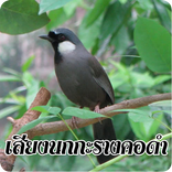 เสียงนกกะรางคอดำ