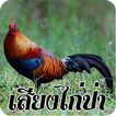 เสียงไก่ป่าธรรมชาติ