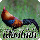 เสียงไก่ป่าธรรมชาติ biểu tượng