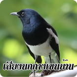 เสียงนกกางเขนบ้าน