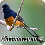 เสียงนกกางเขนดง