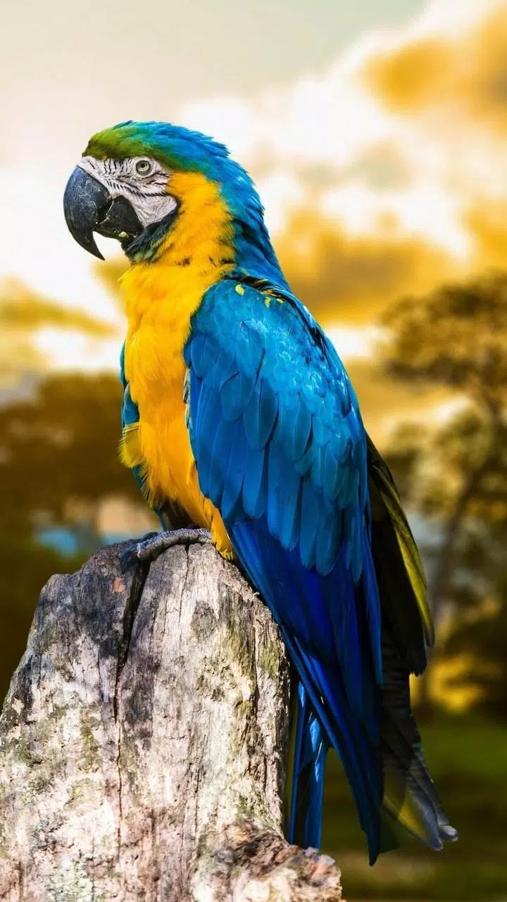 Tải xuống APK Birds 4K - Wallpapers HD cho Android Tải xuống APK Birds 4K - Wallpapers HD cho Android
