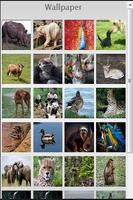 Animals Wallpaper Collection 截图 1