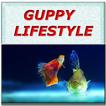 Guppy Lifestyle