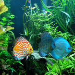 Ripples Tropical Fish