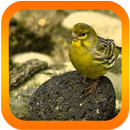 Canto Canario Belga do Reino APK