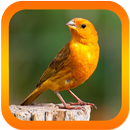 Canto Canário Verdadeiro Mp3 APK